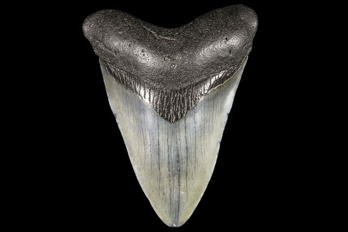 Fossil Megalodon Tooth - Georgia #109357